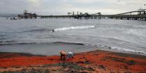 エビがチリの海岸に大量発生