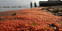 エビがチリの海岸に大量発生