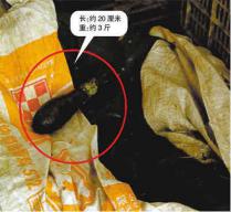 イカ爆弾