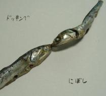 ドッキングにぼし