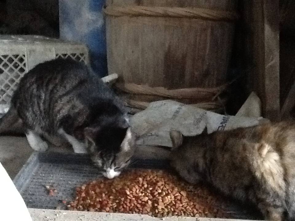 cats