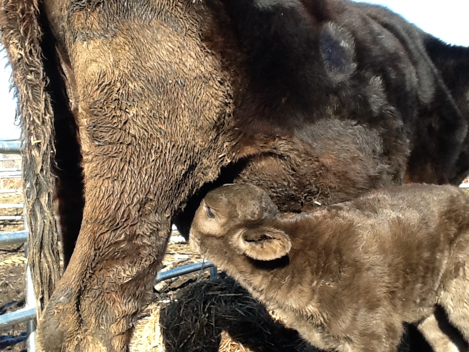 calf