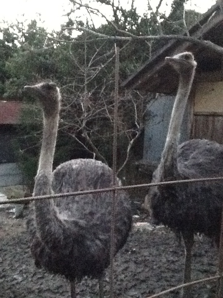 ostriches