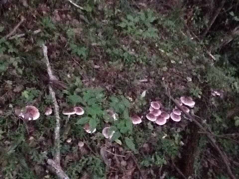 ムラサキシメジ