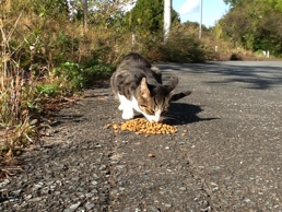 cat1