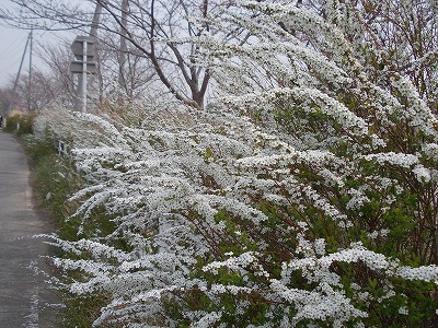 DSCN2132.jpg