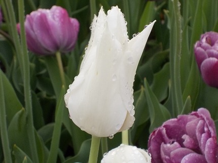 DSCN2284.jpg