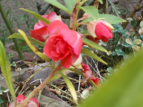 DSCN2579.jpg
