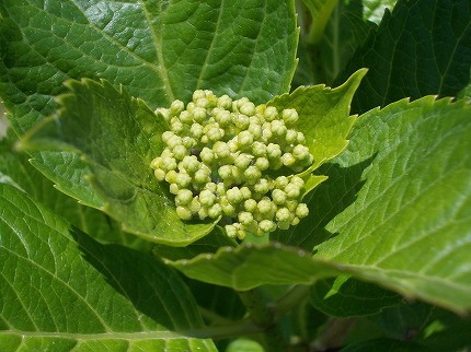 DSCN2583.jpg