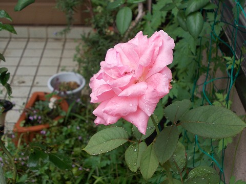 DSCN2584.jpg