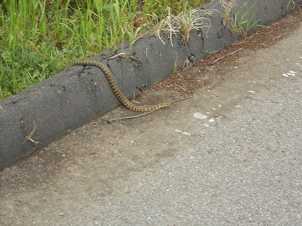 DSCN2596.jpg