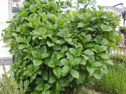 DSCN2597.jpg