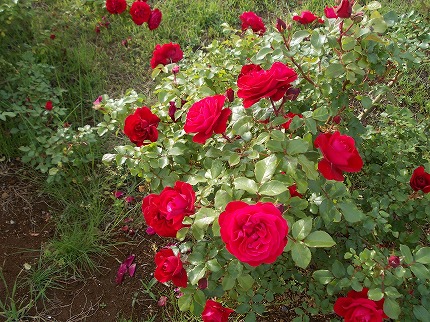 DSCN2610.jpg