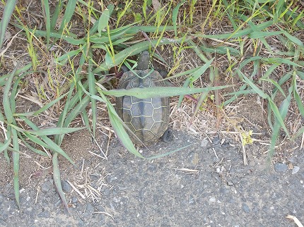 DSCN2615.jpg