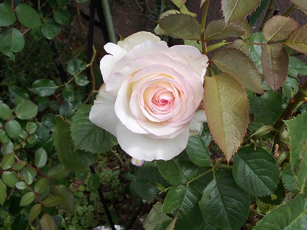 DSCN2698.jpg