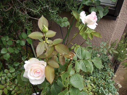 DSCN2699.jpg