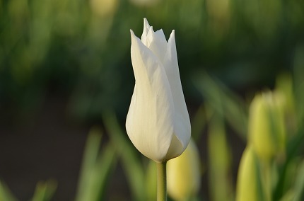DSC_3305.jpg