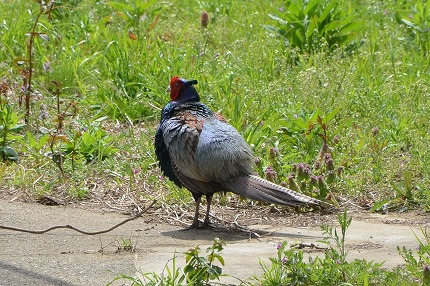 DSC_3392-1.jpg