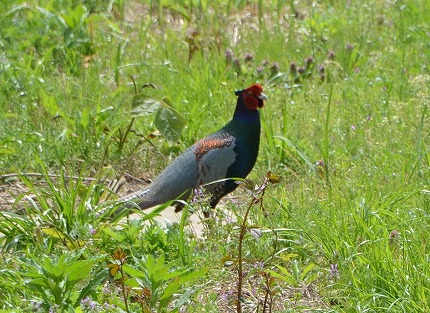 DSC_3394-1.jpg