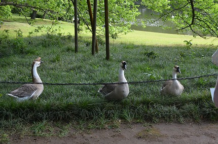 DSC_3450.jpg