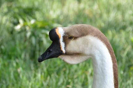 DSC_3462.jpg
