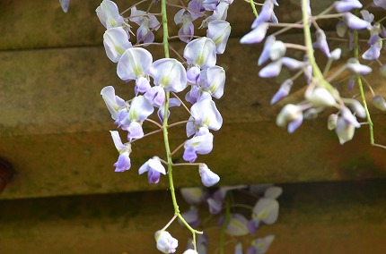DSC_3465.jpg