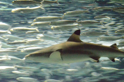 DSC_3528.jpg