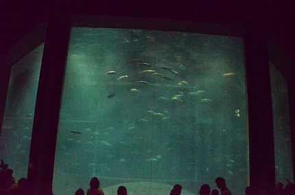 DSC_3532.jpg