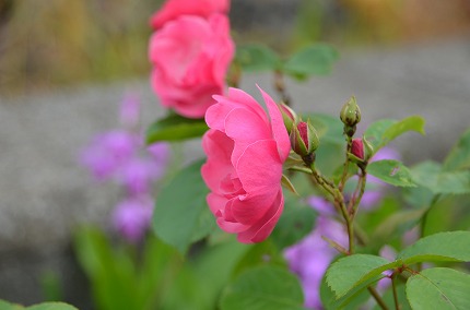 DSC_3612.jpg