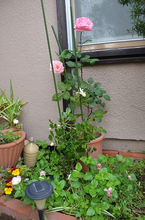 DSC_3620.jpg