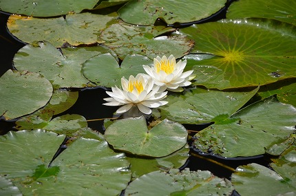 DSC_3647.jpg