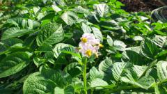 きたあかりの花