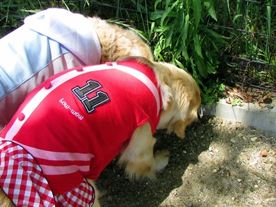 toba076.jpg