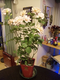 120520バラの鉢植え