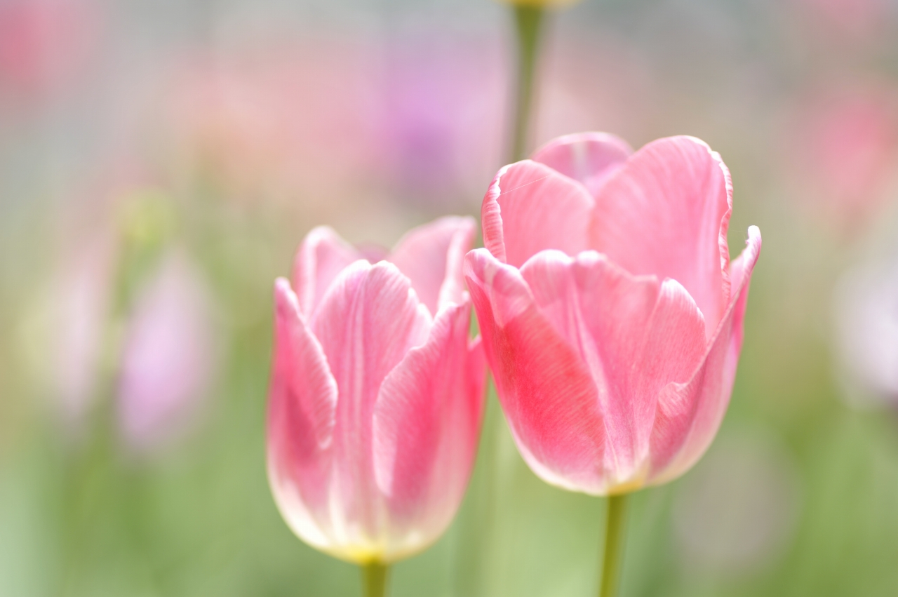 トップ100チューリップ ピンク すべての美しい花の画像