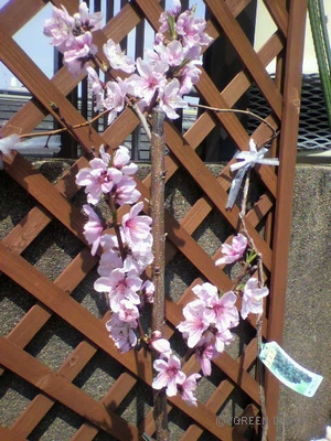 20120409-桃の花