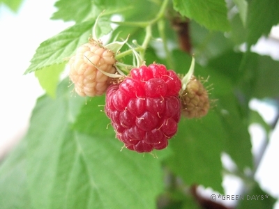 20120706-r