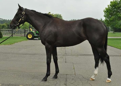 DelmonicoCat12-08-15