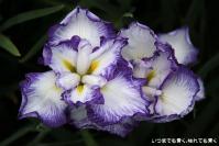 pic20120706_15