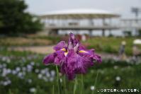 pic20120706_18