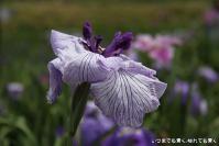 pic20120706_22