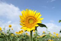 pic20120917_02
