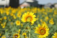 pic20120917_17