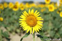 pic20120917_22