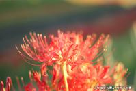 pic20120928_10
