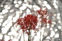 pic20120930_05