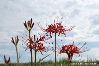 pic20120930_08