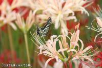 pic20120930_12