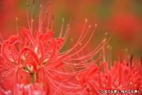pic20120930_20