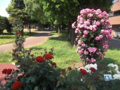 公園のばら